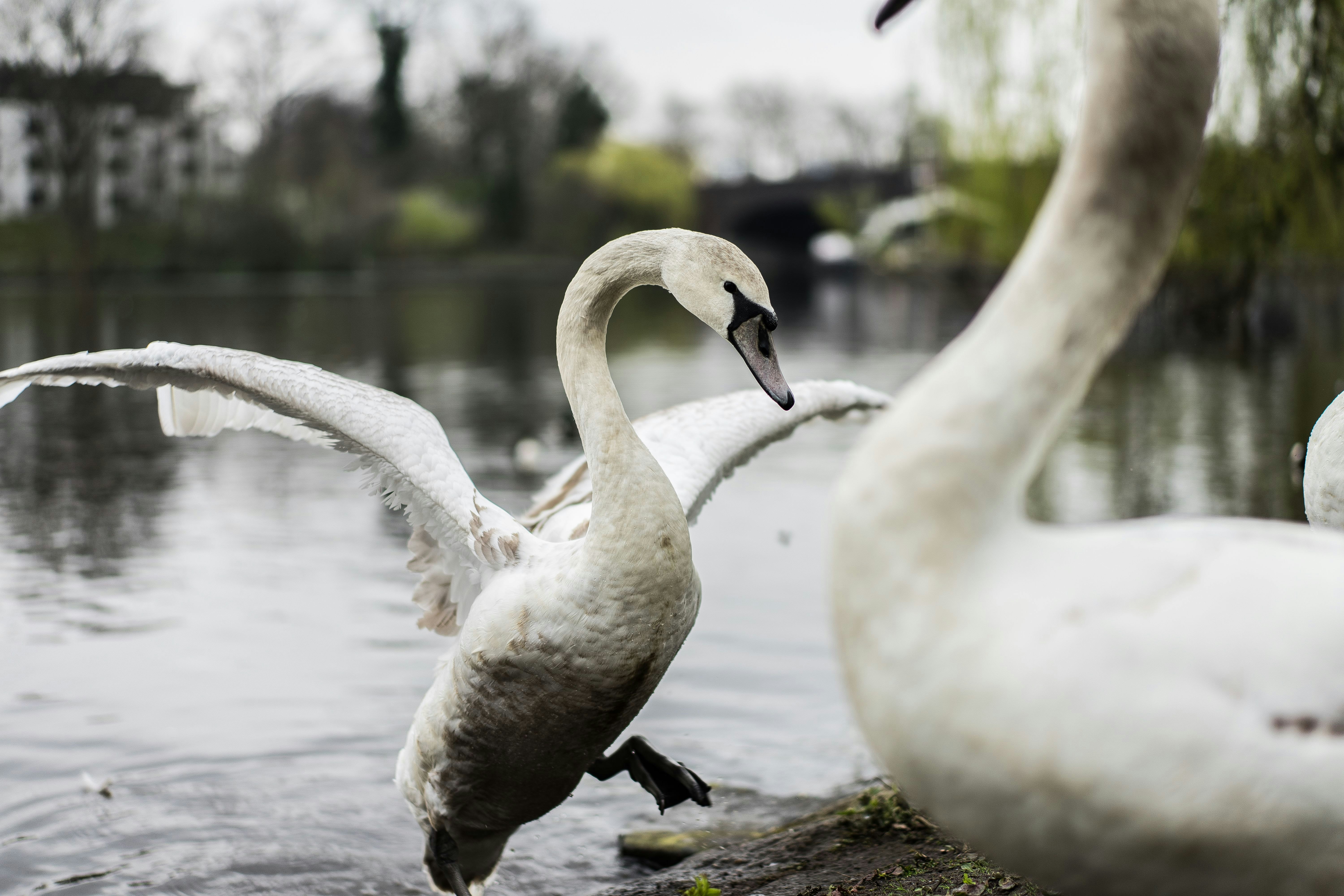 white swan on water during daytime